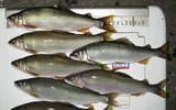 IMG_0059.jpg