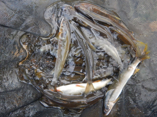 DSCN1030.JPG