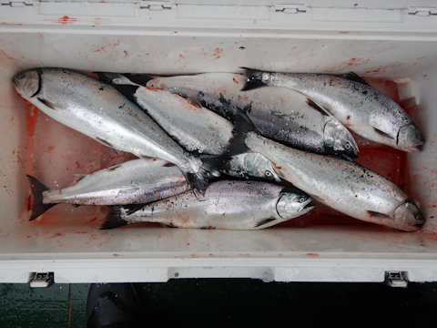 下北マスジギング デビュー: KIKUの釣欲無限大 下北マスジギング デビュー: KIKUの釣欲無限大